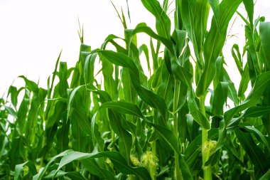 Açık bir yaz tarlasında ortaya çıkan uzun yeşil mısır saplarının yakın görüntüsü. Zengin yeşil yapraklar ve arka plan gökyüzü mahsul canlılığını ve tarım başarısını vurguluyor.