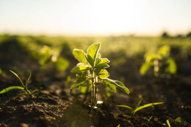 Yerden yeni çıkmış taze bir soya filizinin makro görüntüsü. Altın saat ışığıyla aydınlatılan genç bitki, tarım alanının bulanık arka planına karşı koyuyor..