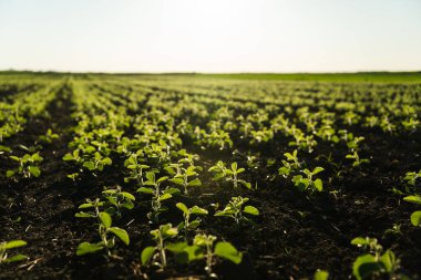 Sıcak sabah ışığı altında zengin topraktan çıkan genç soya bitkileri. Yeşil filizler erken büyüme aşamalarını ve sürdürülebilir tarım uygulamalarını sembolize etmektedir..