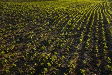 Eşit ekilmiş soya fidelerinin hava tarzı perspektifi bir tarlada düzenli sıralarda. Sıcak akşam ışığı verimli tarım arazilerindeki erken büyümeyi vurguluyor.
