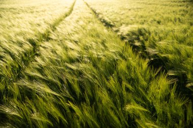 Yoğun bir şekilde paketlenmiş arpa bitkileri güneşli bir alanda sağlıklı koşullarda büyürler. Akşama yakalanan yeşil mısır gevreği kırsal kesimin özünü yakalıyor..