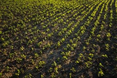 Kuru toprak üzerinde düzenli sıralarda büyüyen genç soya bitkilerinin yukarıdan aşağıya bakışı. Yumuşak gölgeler ve erken aydınlık tarım bileşimine derinlik ve ritim ekler..