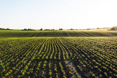 Geniş bir soya fasulyesi tarlasının üst görüntüsü. Arazi boyunca eğimli tek sıra halinde. Gün batımında yakalanan bu resim tarımın ritmini, düzenini ve ölçeğini vurguluyor..