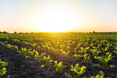 Şeker pancarı bitkileri sabah sıcacık ışıklarıyla karanlık verimli topraklarda yıkandılar. Ufuk çizgisine uzanan geniş açı manzarası yumuşak güneş ışıkları ve doğal tarım ortamı ile..