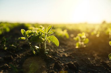 Kırık tarım arazisinden çıkan tek bir soya filizinin parlak ve keskin bir görüntüsü. Altın ışık, zorlu tarım koşullarında erken bitki gelişimini ön plana çıkardı.