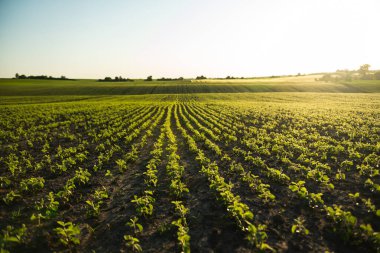 Soya fasulyelerinin erken büyüme aşaması, açık gökyüzü ve yumuşak ışıkla altın saat boyunca yakalanan geniş tarım arazisi boyunca mükemmel hizalanmış sıralar halinde filizlenir..