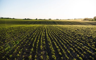 Altın saatinde yemyeşil bir soya tarlasının geniş bir manzarası var. Tarımsal yaşamı, büyümeyi ve doğa ile tarım arasındaki bağlantıyı sembolize eden barışçıl bir kırsal alan. Toprakta büyüyen canlı yeşil yapraklı genç mısır bitkisinin üst görünümü.