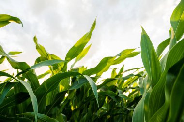Yeşil mısır yapraklarının yukarı doğru bakan görüntüsü günbatımında gökyüzü tarafından aydınlatılıyor, büyüme mevsiminde sağlıklı mısır bitkilerinin doğal enerjisini ve canlılığını yakalıyor..