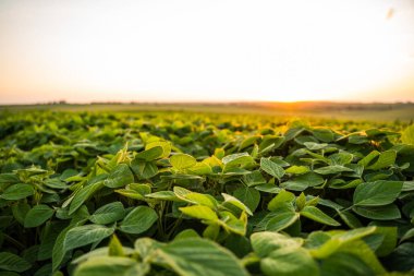 Sıcak akşam ışığında parlayan soya fasulyelerinin yakın görüntüsü, doğal dokular, sağlıklı büyüme ve canlı bir gökyüzü altında sürdürülebilir çiftçilik..