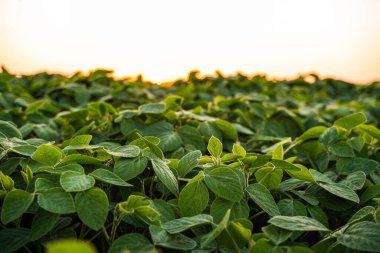 Yumuşak günbatımı parıltısıyla vurgulanmış soya fasulyesi yapraklarının detaylı bir yakın çekimi, doğal doku, zengin yeşil tonlar ve verimli tarım arazisinde akşam ışığı.