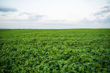 Bereketli soya bitkilerinin geniş bir arazisi sakin mavi gökyüzünün altında yayılıyor, kırsal tarımı ve sağlıklı ürün gelişimini temsil ediyor..