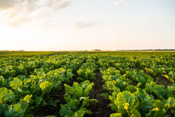 Sıcak akşam gökyüzü altında sıralanmış yeşil yapraklı bitkilerle dolu bir şeker pancarı tarlası geniş bir görünüm içinde, sürdürülebilir tarım ve sebze yetiştirme sergiliyor.