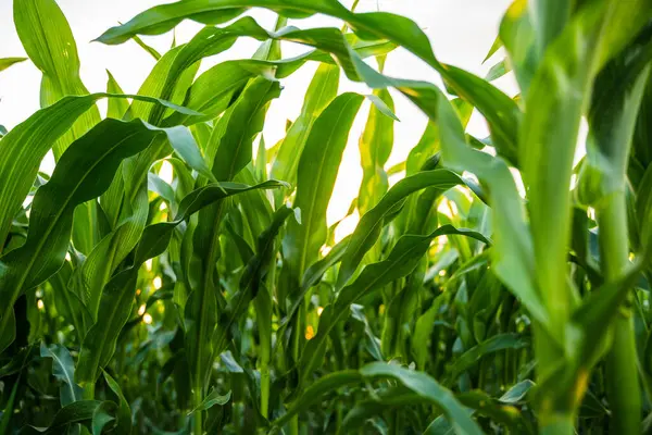 Yaz boyunca yoğun yeşil mısır sapları aracılığıyla, doğal gün ışığı altında canlı büyüme ve tarımsal bolluğu gösteren yakın bir bakış..