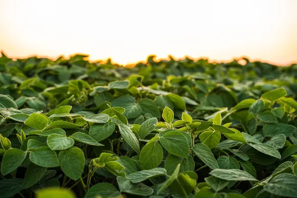 Yumuşak günbatımı parıltısıyla vurgulanmış soya fasulyesi yapraklarının detaylı bir yakın çekimi, doğal doku, zengin yeşil tonlar ve verimli tarım arazisinde akşam ışığı.