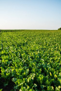 Canlı yeşil yapraklı bir şeker pancarı çiftliğinin geniş tarımsal manzarası. Mükemmel güneş ışığı, sağlıklı büyüme ve kırsal tarım üretimini vurguluyor.