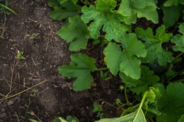 Geniş balkabağı yaprakları yeni ekilmiş bahçe toprağında üst üste biniyor. Canlı yeşil yapraklar mevsimlik sebze ürünlerinin doğal gelişimini gösteriyor..