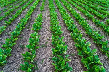 Genç şeker pancarı fidelerinin kuru bir tarlada ekilmiş düzgün, ekilmiş sıralara yakın görüntüsü, büyüme mevsiminin başlarında.