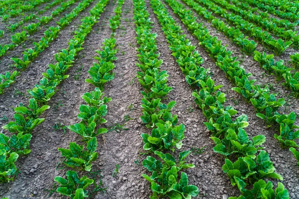 Genç şeker pancarı fidelerinin kuru bir tarlada ekilmiş düzgün, ekilmiş sıralara yakın görüntüsü, büyüme mevsiminin başlarında.