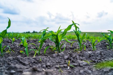 Canlı genç mısır bitkileri alçak bir açıdan fotoğraflandı. Koyu, parçalanmış toprak ve yeşil yapraklar bahar ekimindeki erken dönem mısır büyümesini gösteriyor.