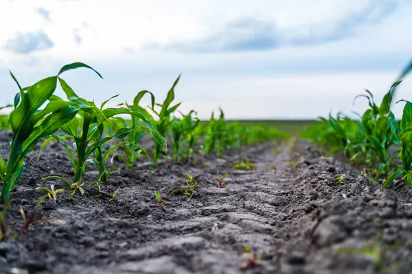 Koyu topraktan filizlenen yeşil mısır filizlerinin yakın plan perspektifi, düz çizgisel sıralarda sıralanmıştır. Yukarıdaki gökyüzü hafif bulutlarla kaplı..