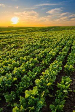 Tarlada büyüyen pancar bitkileri, fidanlıklar. Şeker pancarı ekimi. Yazın günbatımında yeşil bitkilerle birlikte pancar tarlası geniş görünümü kırsal tarım arka planı