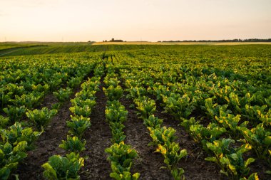Tarlada büyüyen pancar bitkileri, fidanlıklar. Şeker pancarı ekimi. Yazın günbatımında yeşil bitkilerle birlikte pancar tarlası geniş görünümü kırsal tarım arka planı