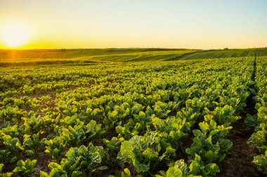 Tarlada büyüyen pancar bitkileri, fidanlıklar. Şeker pancarı ekimi. Yazın günbatımında yeşil bitkilerle birlikte pancar tarlası geniş görünümü kırsal tarım arka planı
