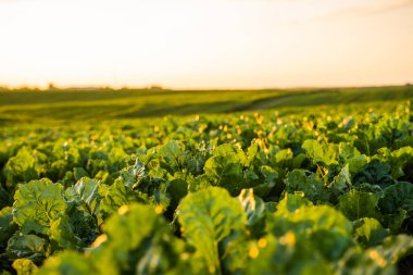 Tarlada büyüyen pancar bitkileri, fidanlıklar. Şeker pancarı ekimi. Yazın günbatımında yeşil bitkilerle birlikte pancar tarlası geniş görünümü kırsal tarım arka planı