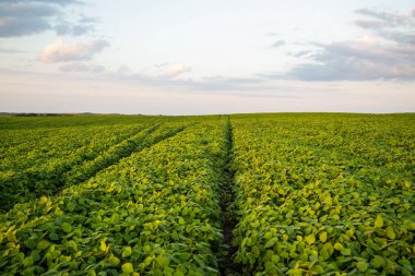 Altın saatinde yemyeşil bir soya tarlasının geniş bir manzarası var. Tarımsal yaşamı, büyümeyi ve doğa ile tarım arasındaki bağlantıyı sembolize eden barışçıl bir kırsal alan..