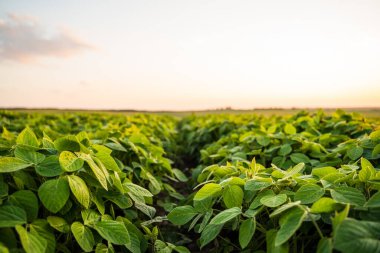 Genç soya filizlerinin yakın çekimi, akşam vakti gökyüzü ile birlikte tarlada yetişir. Soya fasulyesi yetiştiriyorum. Küçük yeşil fasulye bitkileri