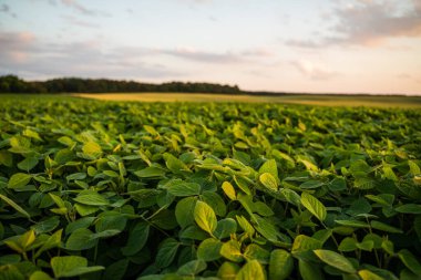 Genç soya filizlerinin yakın çekimi, akşam vakti gökyüzü ile birlikte tarlada yetişir. Soya fasulyesi yetiştiriyorum. Küçük yeşil fasulye bitkileri