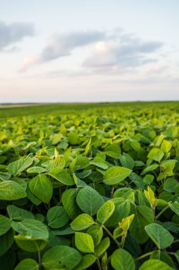 Genç soya filizlerinin yakın çekimi, akşam vakti gökyüzü ile birlikte tarlada yetişir. Soya fasulyesi yetiştiriyorum. Küçük yeşil fasulye bitkileri