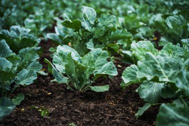Yeşil yapraklı taze lahana bitkileri kırsal kesimde tarım toprağında yetişiyor..