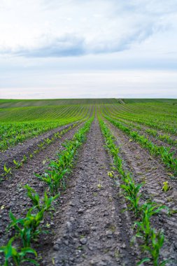 Tarla topraklarında yetişen mısır fideleri bulutlu gökyüzü arka planına sahip, kırsal alanda tarım, tarım ve gıda yetiştirmeyi temsil eden.