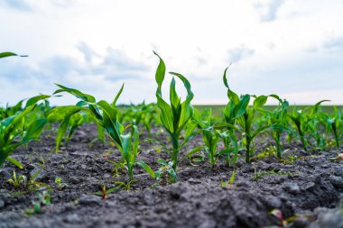 Tarla topraklarında yetişen mısır fideleri bulutlu gökyüzü arka planına sahip, kırsal alanda tarım, tarım ve gıda yetiştirmeyi temsil eden.