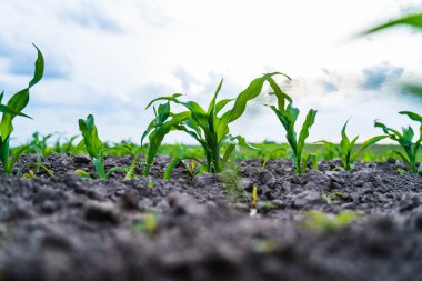 Tarla topraklarında yetişen mısır fideleri bulutlu gökyüzü arka planına sahip, kırsal alanda tarım, tarım ve gıda yetiştirmeyi temsil eden.