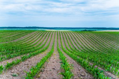 Tarla topraklarında yetişen mısır fideleri bulutlu gökyüzü arka planına sahip, kırsal alanda tarım, tarım ve gıda yetiştirmeyi temsil eden.