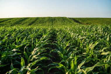 Yaz güneşi altında tarım arazilerinde yetişen genç mısır bitkilerinin manzarası. Taze yeşil mısır yaprakları verimli topraklara yayılmış..