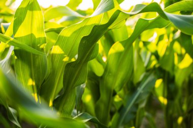 Doğrudan güneş ışığıyla aydınlatılan yeşil mısır yapraklarının yukarıdaki görüntüsü. Bitkisel hayatta, doğal çiftçilik ortamında sağlıklı bitkilerin gücünü yakalar..