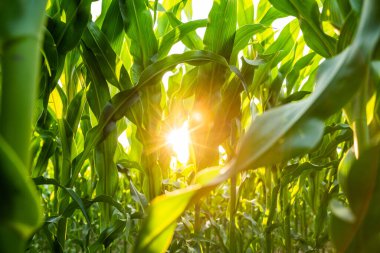 Doğrudan güneş ışığıyla aydınlatılan yeşil mısır yapraklarının yukarıdaki görüntüsü. Bitkisel hayatta, doğal çiftçilik ortamında sağlıklı bitkilerin gücünü yakalar..