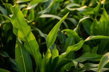 Taze yeşil mısır yaprakları verimli topraklara yayılmış. Büyümeyi, sağlığı ve sürdürülebilir gıda üretimini sembolize eden doğal bir tarım sahnesi.