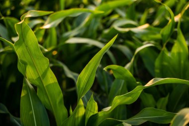 Taze yeşil mısır yaprakları verimli topraklara yayılmış. Büyümeyi, sağlığı ve sürdürülebilir gıda üretimini sembolize eden doğal bir tarım sahnesi.