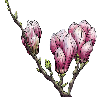   Magnolia Şube Botanik İllüstrasyon, Şeffaf Arkaplan PNG