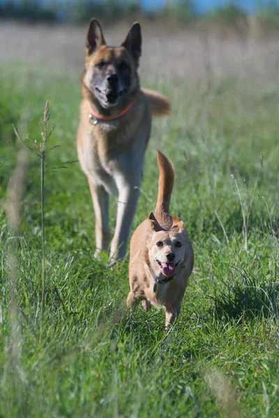 Two Dogs Small Mutt Dog Malinois Chasing Each Other Running — Stock Photo, Image