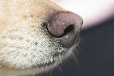 Açık kahverengi köpeğin burnuna ve burnuna yakın çekim. Köpek eğitimi, tespit köpeği ya da koklayıcı köpek, duyu ve koku kavramları.