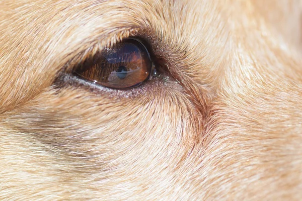 Close-up of right eye with brown iris and light brown hair on the face of a small dog. Pets, vision, eye disease and observation concepts