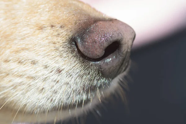 Close-up of light brown dog\'s nose and snout. Dog training, detection dog or sniffer dog, senses and smell concepts.