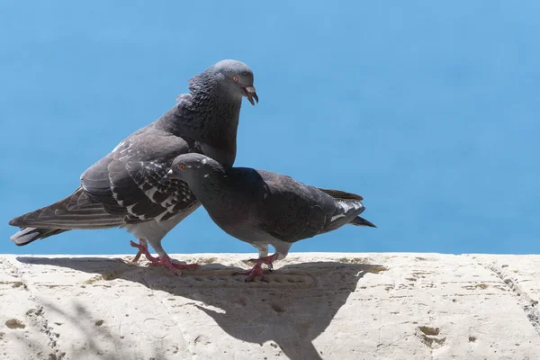 Deux Pigeons Affectueux Sur Mur Pierre Romance Amour Accouplement Ornithologie — Photo