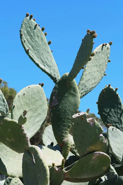 Opuntia, prickly pear cactus plant with flavorful fruit on Malta