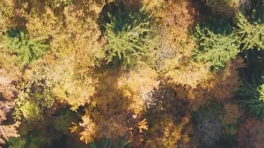 Canlı renkli ağaç tepe örtüleriyle güzel bir sonbahar ormanının üzerinde uçuyor. Sonbahar, mevsimler, doğa ve çevre kavramları. 4K, 60FPS